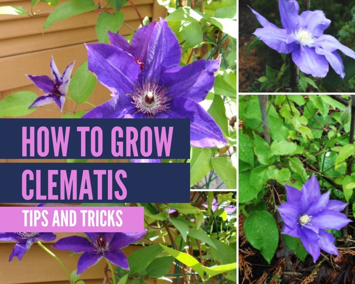 Discover How to Effortlessly Multiply Your Clematis Collection