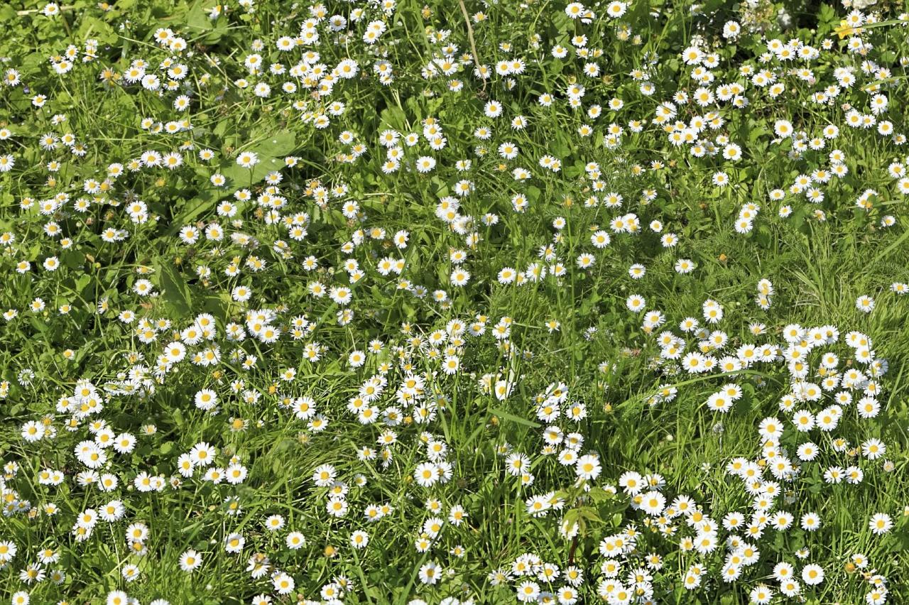 How To Use Chamomile Lawn For Natural Pest Control