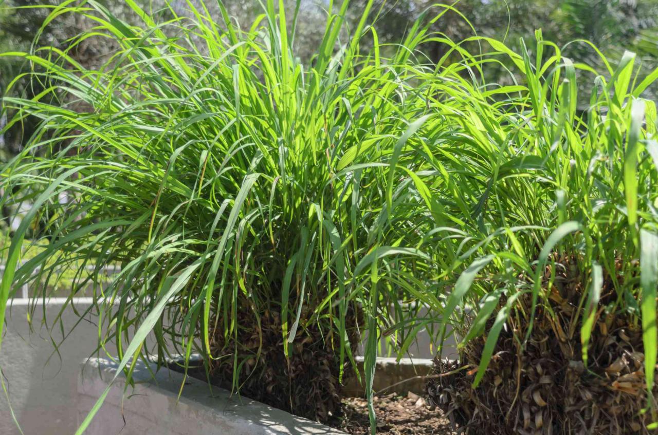 Citronella plant grass mosquito oil grow guide easy commercially extracted contains percentage hand only other small