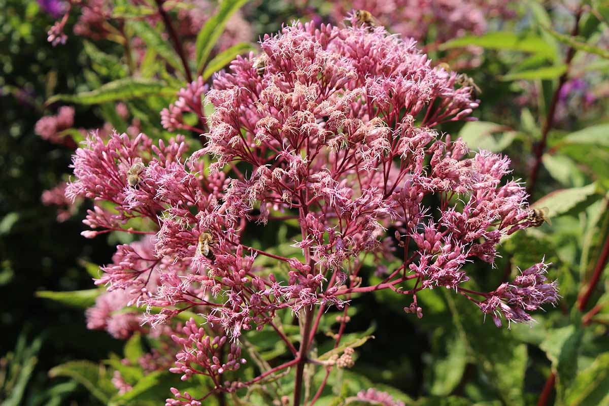 Cultivate Joe Pye Weed for Stunning Blooms