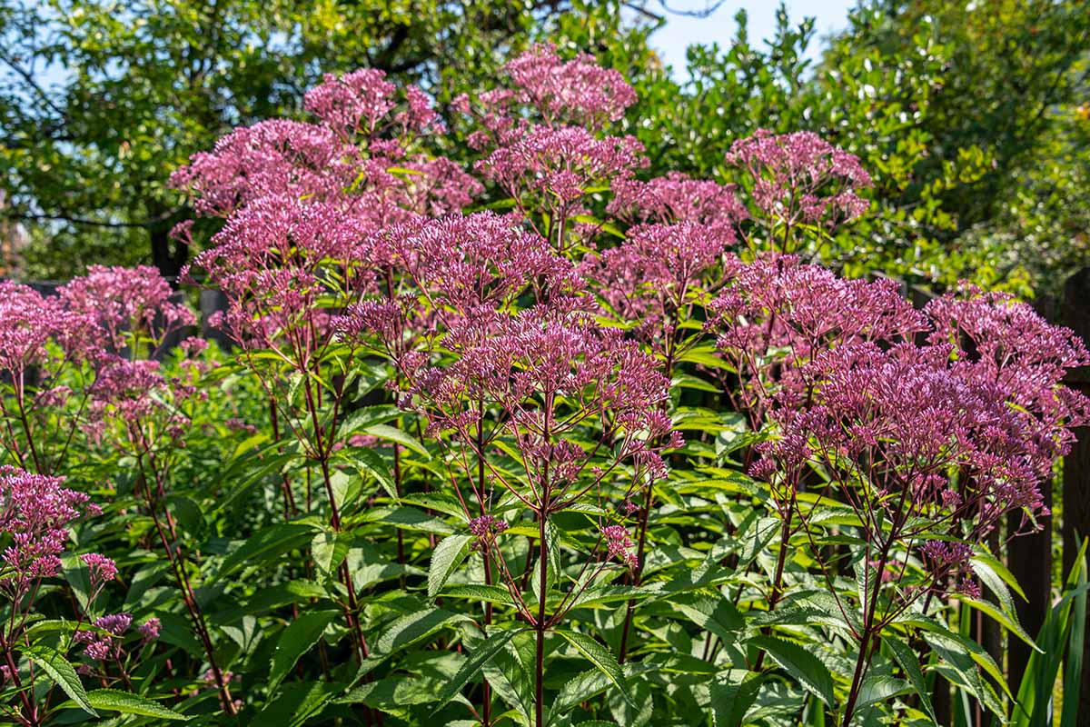 Green Thumb Essentials: How To Cultivate Joe Pye Plant for Beautiful Blooms