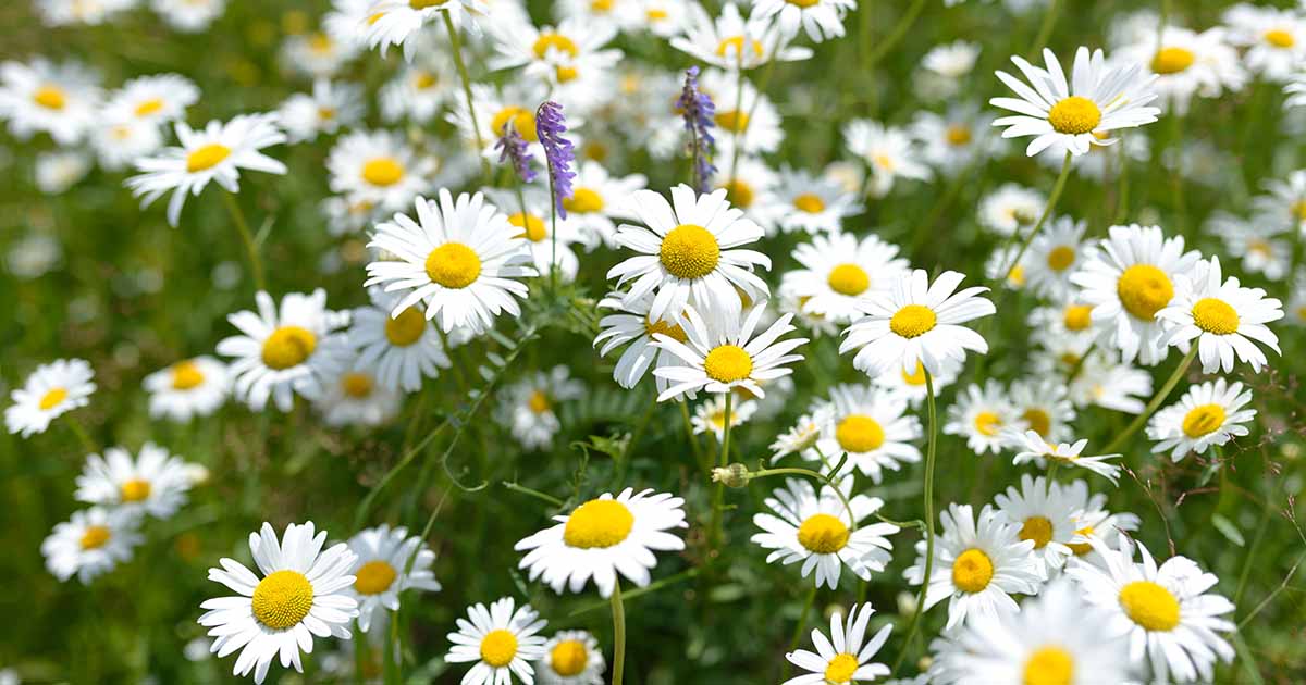 How To Use Chamomile Lawn For Natural Pest Control