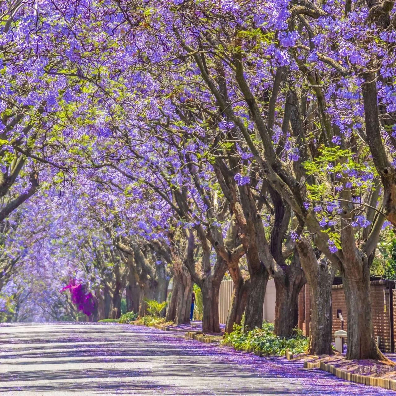 Jacaranda Tree Magic: How to Create a Gorgeous and Colorful Garden Feature