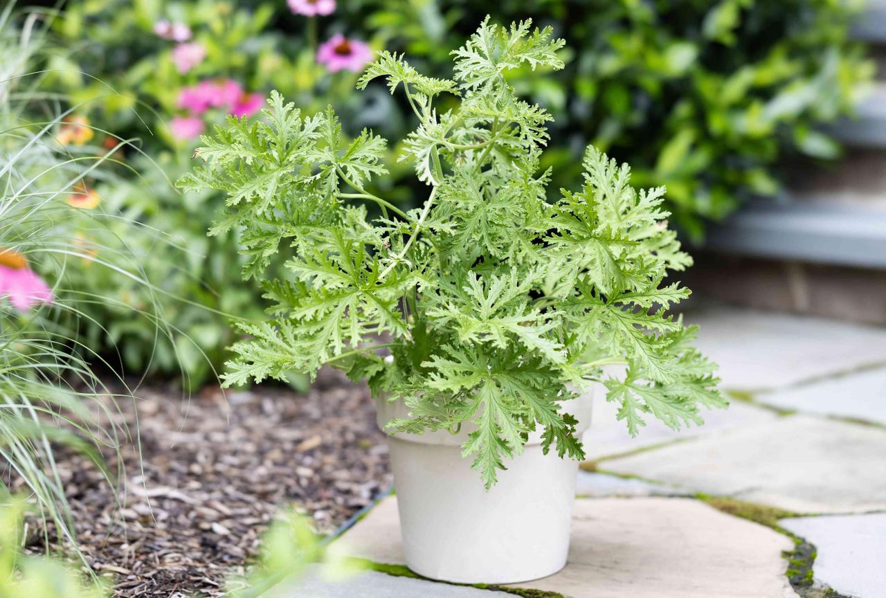 Grow Citronella: The Best Times & Techniques