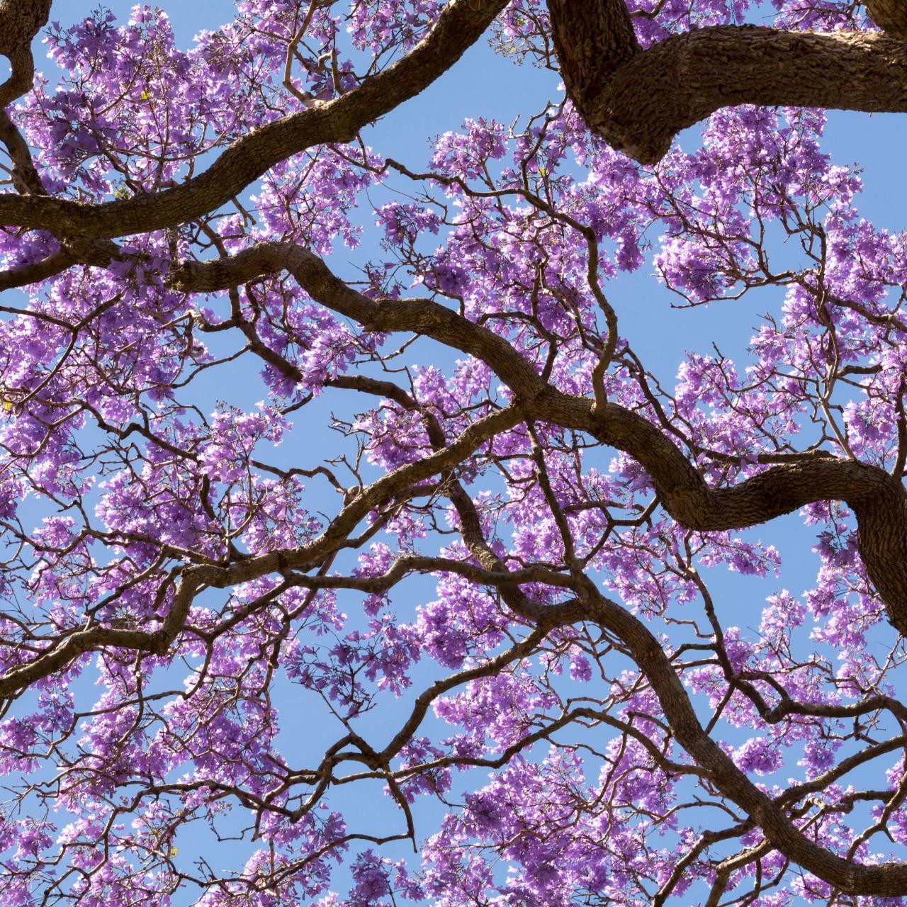 Jacaranda Tree Magic: How to Create a Gorgeous and Colorful Garden Feature