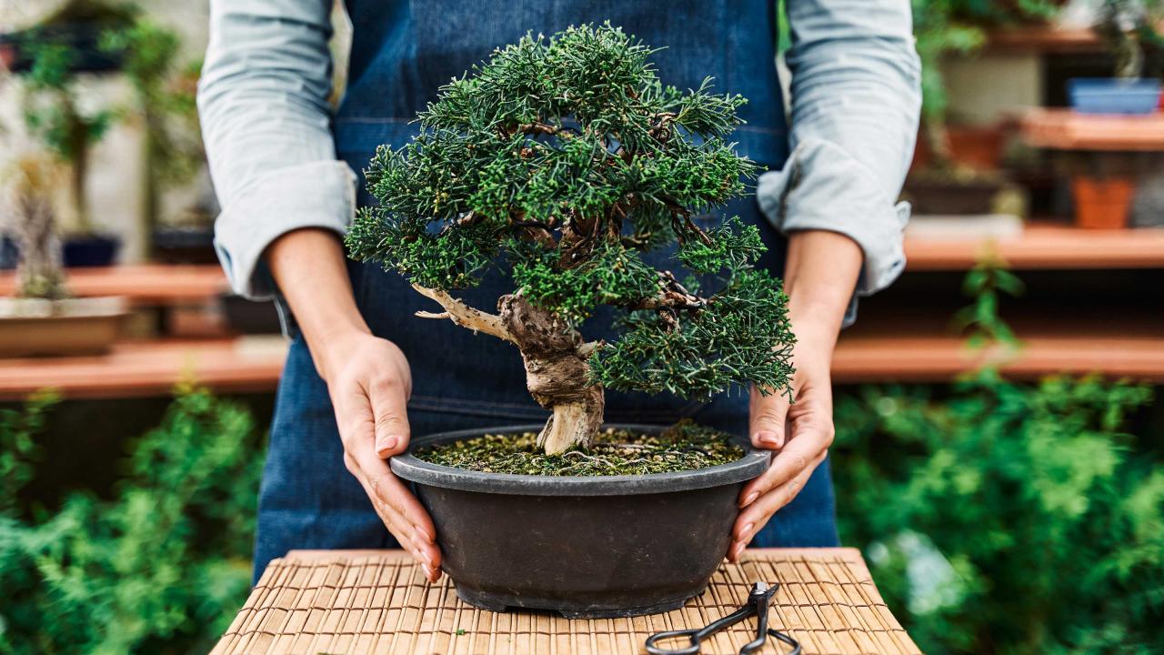 Expert Bonsai Care Tips For Thriving Trees