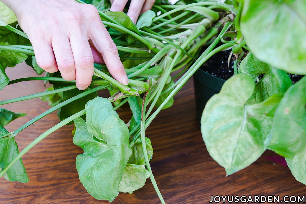 Propagate Syngonium: From Cuttings to Gorgeous Plants