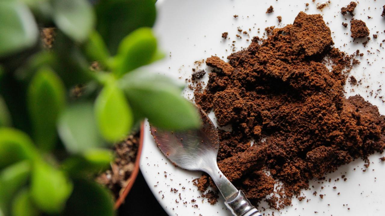 What Bulbs Thrive with Coffee Grounds Fertilizer?