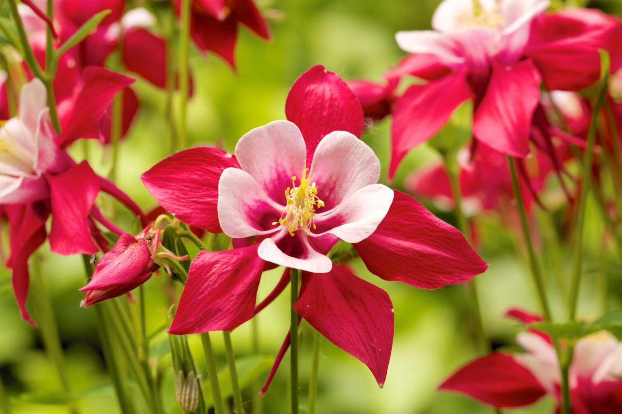 The Top Tips for Growing Gorgeous Columbine Plants