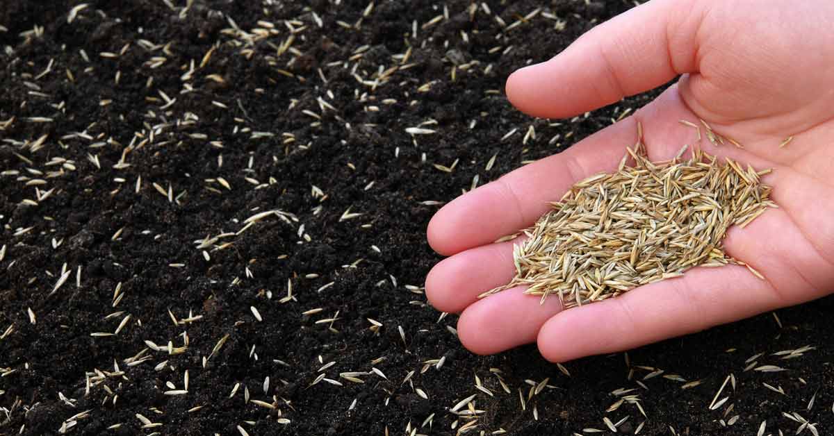 Best Times of Year to Sow Grass Seed: How to Get a Perfect Lawn