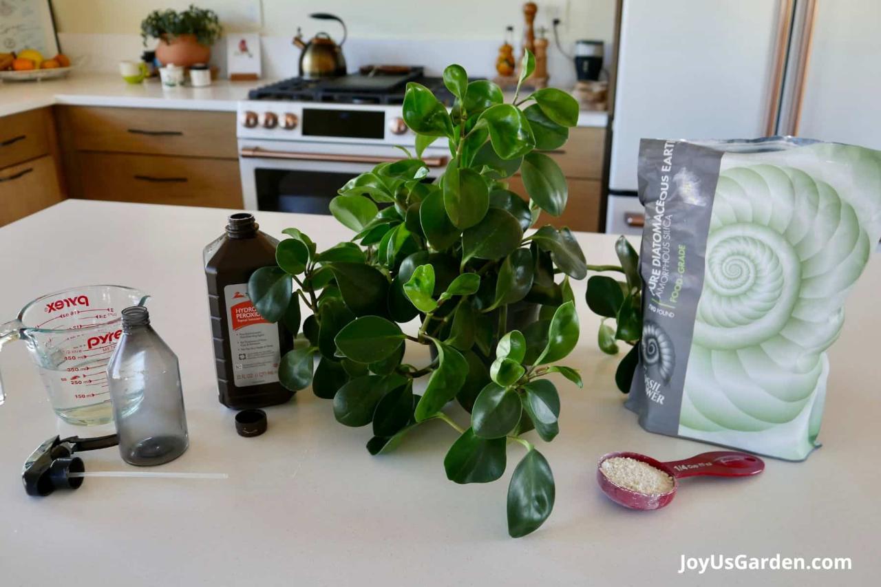 How to Eliminate Gnats from Plants Using Baking Soda