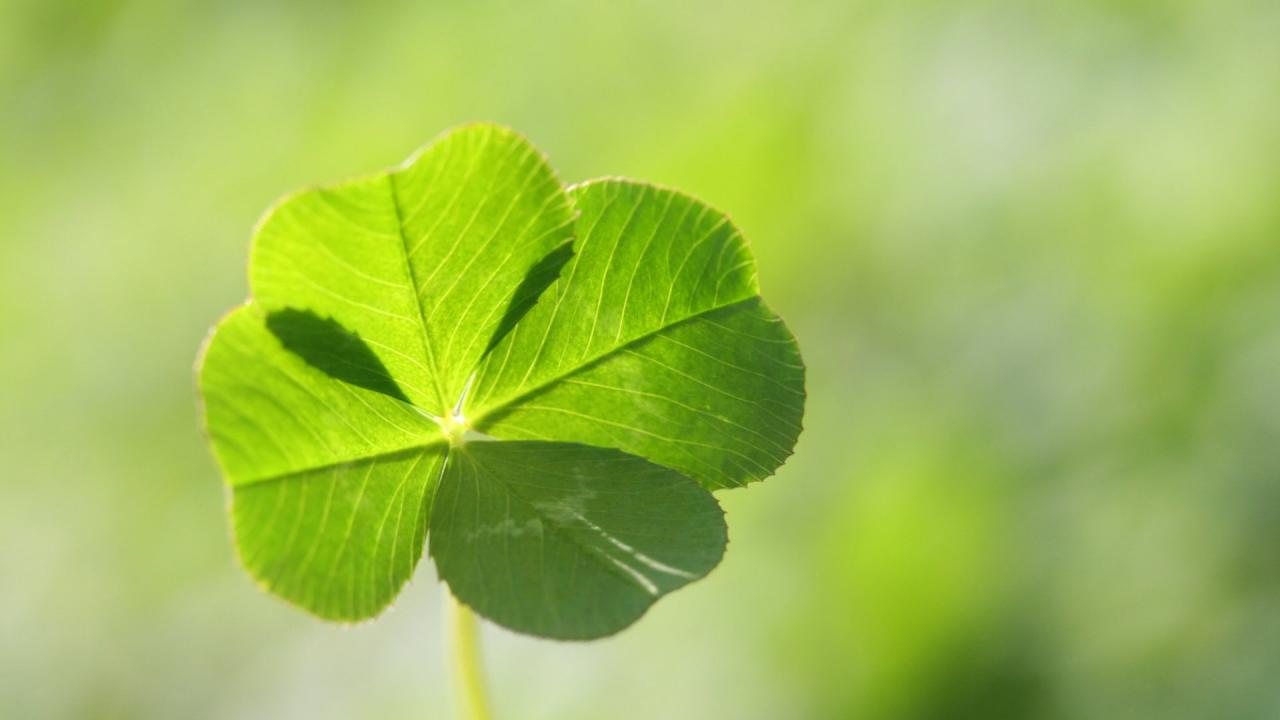 The Essential Guide to Finding and Growing Four Leaf Clovers for Good Luck