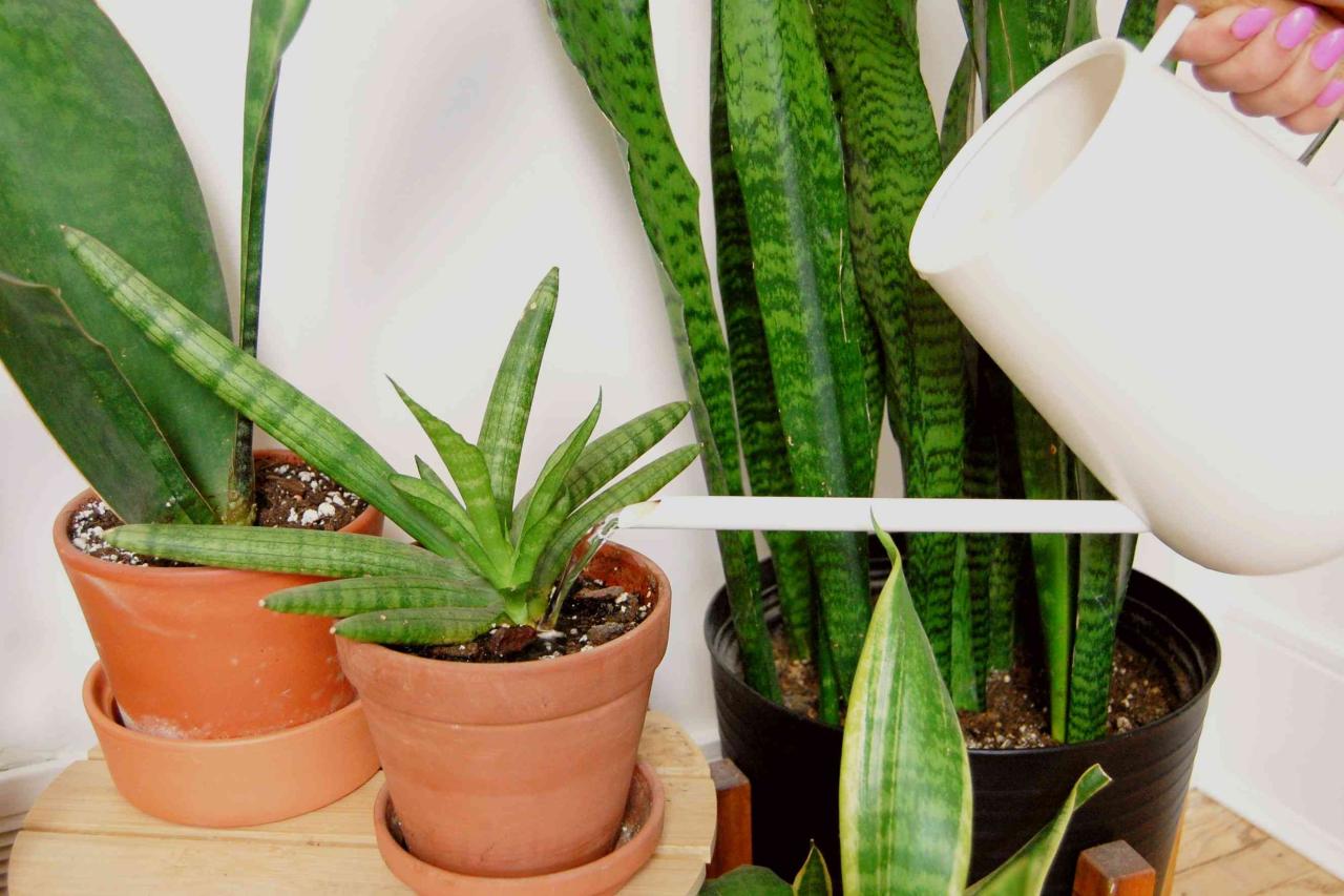 How Often to Water Snake Plants in the Winter Months