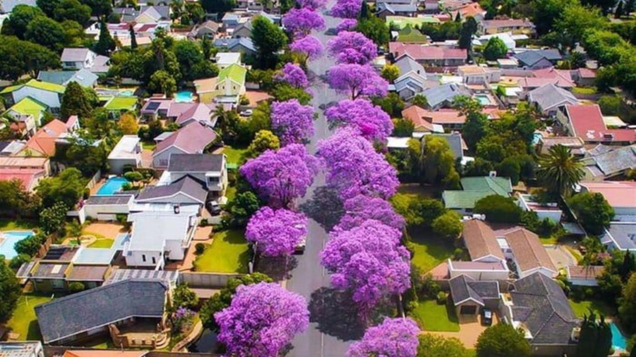 Uq jacaranda jacarandas australian changin times australia university famously beautiful roundabout sir fred dr queensland foliage celebrating famous bush