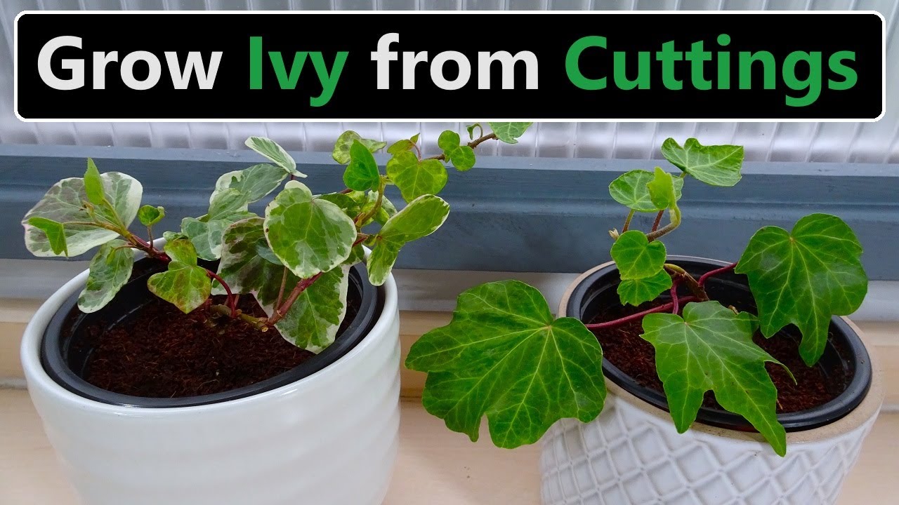 Propagate Ivy: Your Complete Guide to Endless Vines