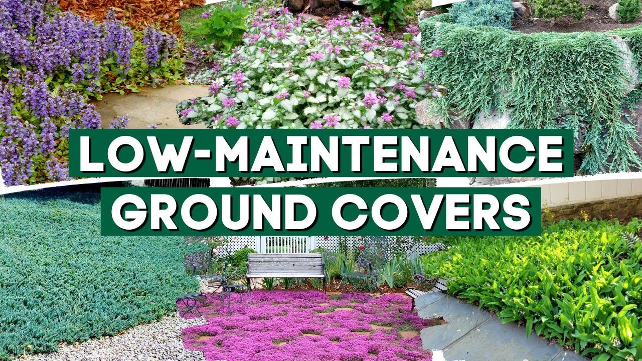 How to Prevent Weeds With Ground Cover Companion Plants Around Hydrangeas