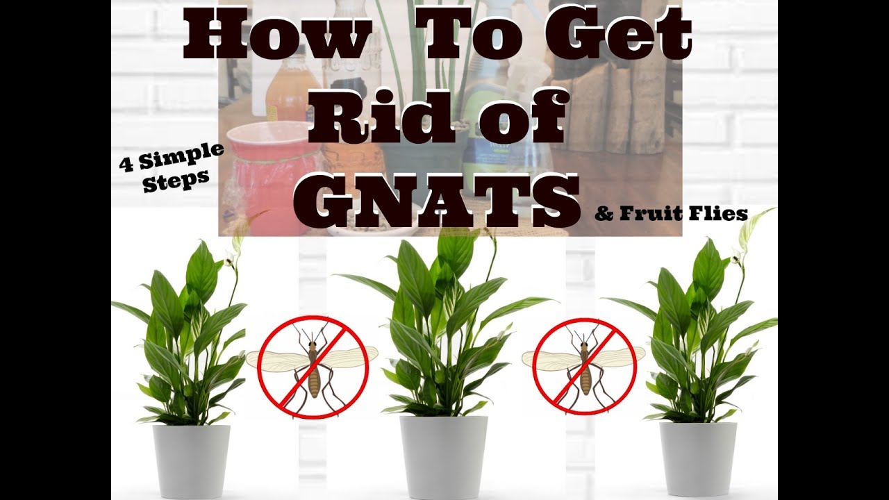 How to Eliminate Gnats from Plants Using Baking Soda