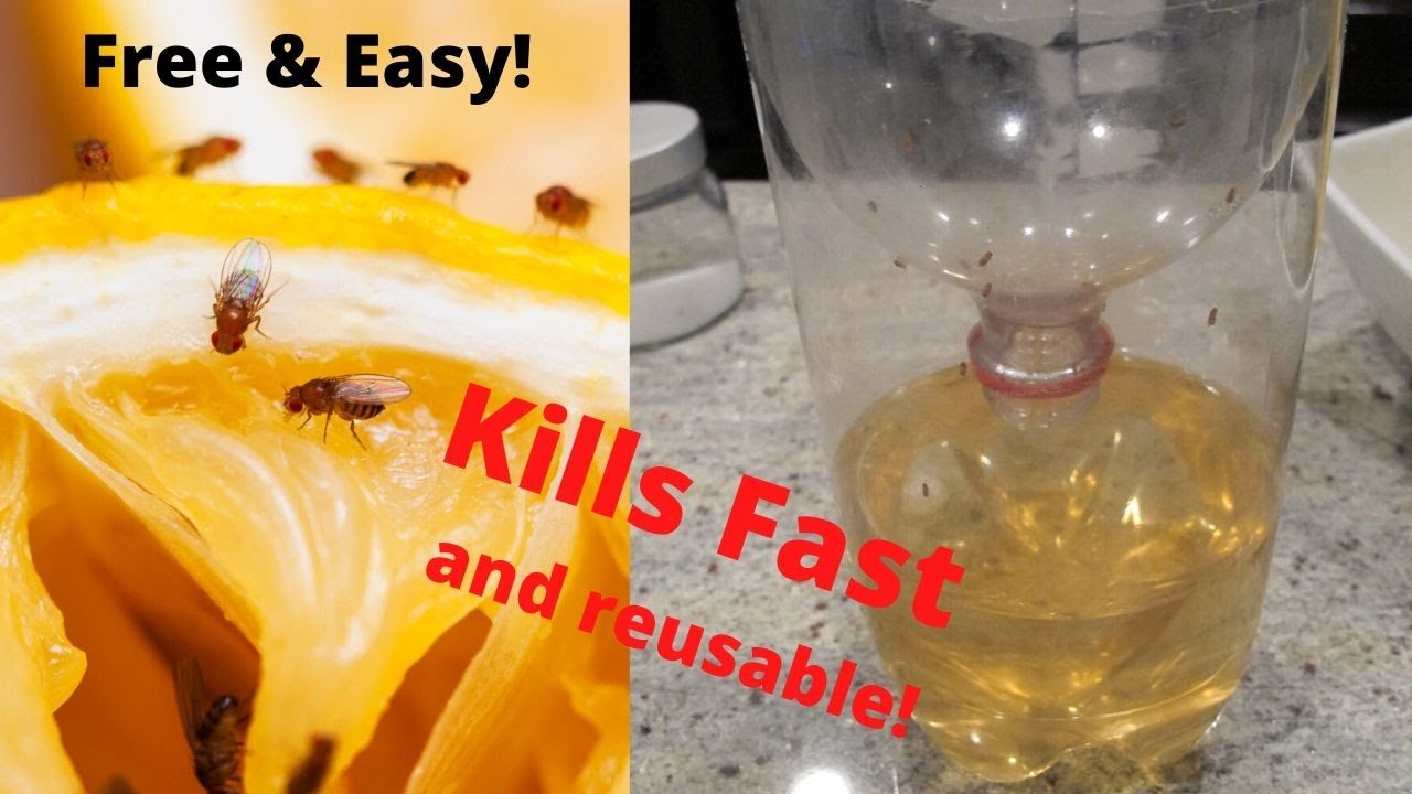 Gnats drain rid kill flies amazingly cleaning sink tipsbulletin boiling soda