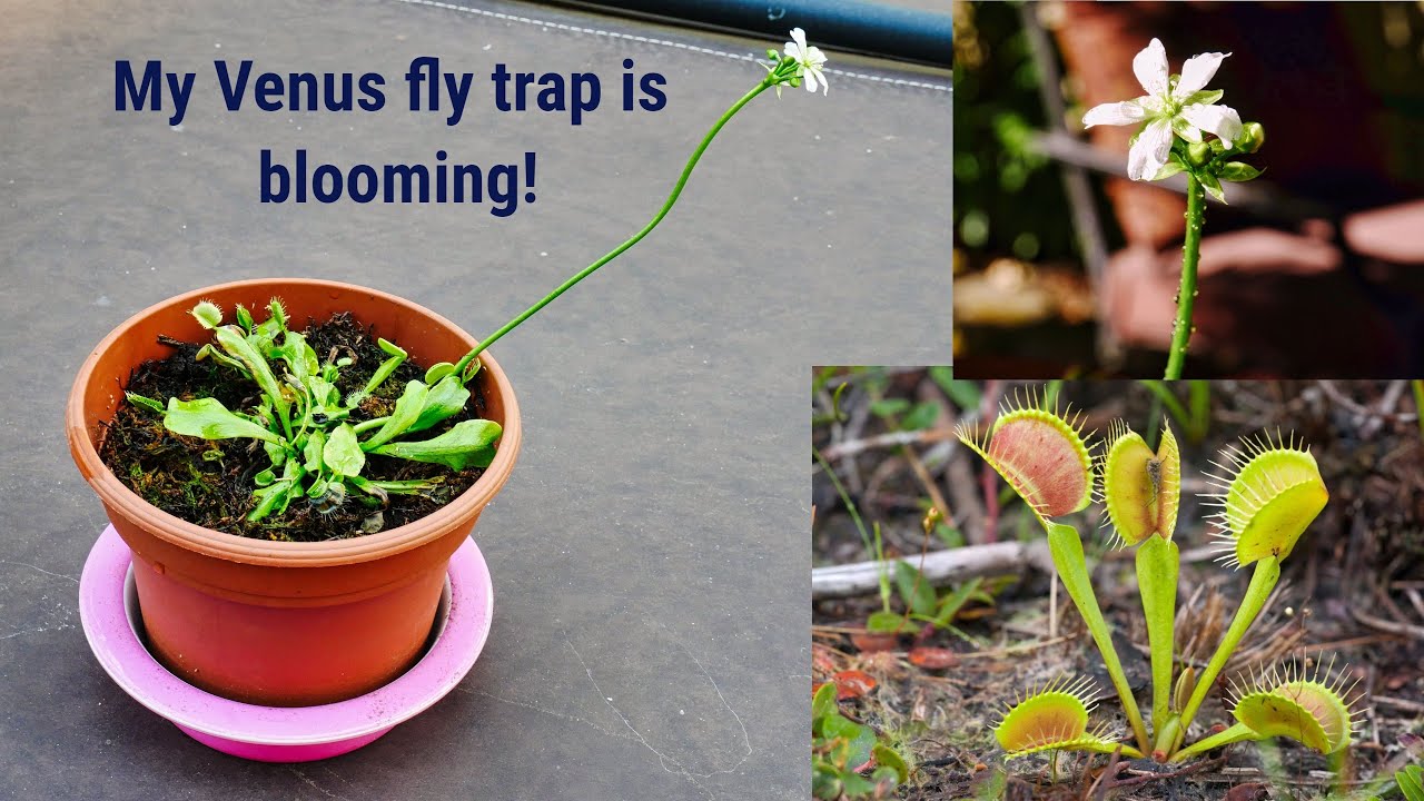 Propagating Venus Fly Traps: Tips and Tricks You Need to Know