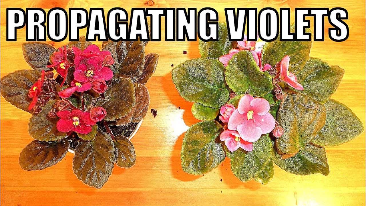 The Complete Guide to Propagating African Violets at Home