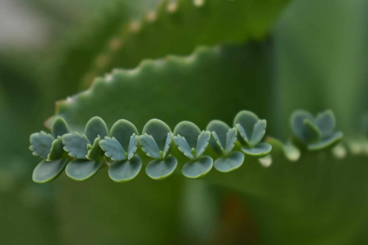 How to Make Your Mother of Thousands Propagation Effortless