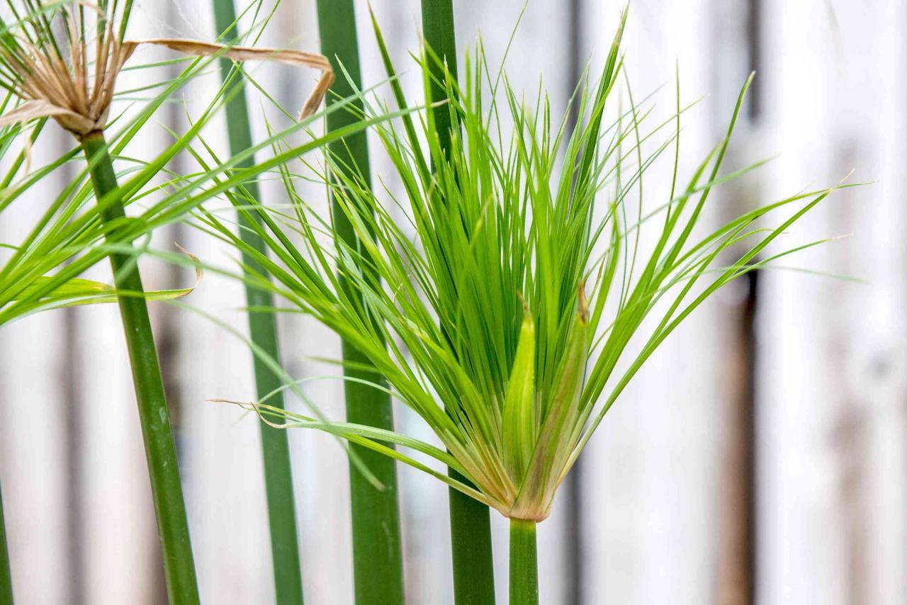 How to Create an Exotic Garden with Papyrus Plant: Essential Tips for Success