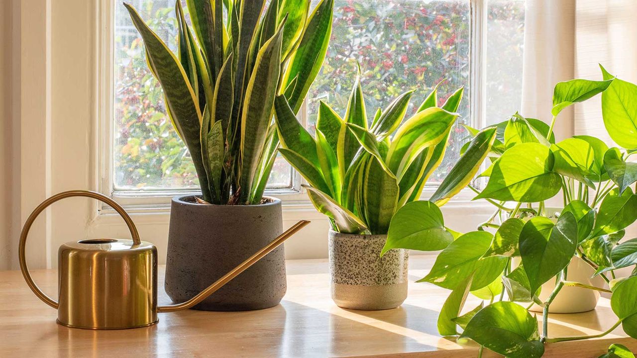 How Often to Water Snake Plants in the Winter Months