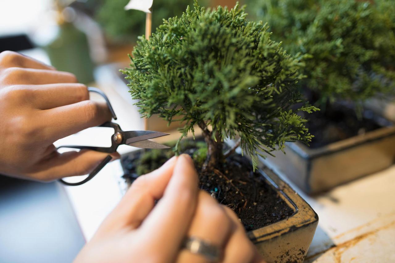 Expert Bonsai Care Tips For Thriving Trees